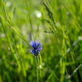 Bright blue tender cornflower close-up on a blurred green summer field.