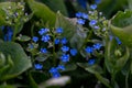 Bright blue tiny flowers are growing in the garden