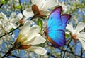 Bright blue topical morpho butterfly on white magnolia flowers Royalty Free Stock Photo