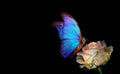 Bright blue tropical morpho butterfly on beige rose in water drops isolated on black. copy space Royalty Free Stock Photo