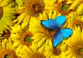 Bright blue tropical morpho butterfly on colorful sunflower flowers Royalty Free Stock Photo