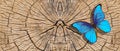Bright blue tropical morpho butterfly on a dry cut tree stump. deforestation. animal habitats. ecological problem. deforestation i Royalty Free Stock Photo