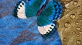 Bright blue tropical morpho butterfly on a gold leaf in water drops. Blue and golden texture background. Royalty Free Stock Photo