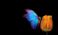 Bright blue tropical morpho butterfly on orange tulip in water drops isolated on black. copy space Royalty Free Stock Photo