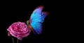 Bright blue tropical morpho butterfly on a pink rose in water drops. copy space Royalty Free Stock Photo