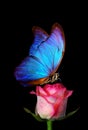 Bright blue tropical morpho butterfly on pink rose in water drops isolated on black. Royalty Free Stock Photo