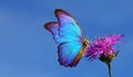 Bright blue tropical morpho butterfly on purple thistle flower against blue sky background. copy space Royalty Free Stock Photo