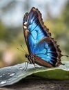 Bright blue tropical morpho butterfly in the rainforest