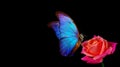 Bright blue tropical morpho butterfly on red rose in water drops isolated on black. Royalty Free Stock Photo