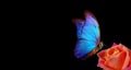 Bright blue tropical morpho butterfly on red rose in water drops isolated on black. copy space Royalty Free Stock Photo