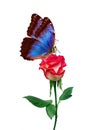 Bright blue tropical morpho butterfly on red rose in water drops isolated on white. Royalty Free Stock Photo