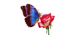 Bright blue tropical morpho butterfly on red rose in water drops isolated on white. Royalty Free Stock Photo