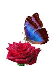 Bright blue tropical morpho butterfly on red rose in water drops isolated on white. Royalty Free Stock Photo