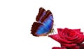 Bright blue tropical morpho butterfly on red rose in water drops isolated on white. Royalty Free Stock Photo