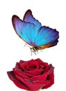 Bright blue tropical morpho butterfly on red rose in water drops isolated on white. butterfly on a flower. greeting card Royalty Free Stock Photo