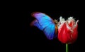 Bright blue tropical morpho butterfly on red tulip flower in water drops isolated on black. butterfly on a flower. copy space Royalty Free Stock Photo