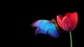 Bright blue tropical morpho butterfly on red tulip flower in water drops isolated on black. copy space Royalty Free Stock Photo