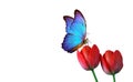 Bright blue tropical morpho butterfly on red tulips in water drops isolated on white. copy space Royalty Free Stock Photo