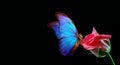 Bright blue tropical morpho butterfly on tender pink rose in water drops isolated on black. copy space Royalty Free Stock Photo