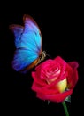 Bright blue tropical morpho butterfly on tender red rose in water drops isolated on black Royalty Free Stock Photo