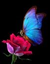 Bright blue tropical morpho butterfly on tender red rose in water drops isolated on black. close up Royalty Free Stock Photo