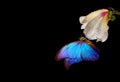 Bright blue tropical morpho butterfly on white magnolia flower in water drops isolated on black. magnolia bud and butterfly close- Royalty Free Stock Photo