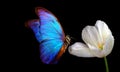 Bright blue tropical morpho butterfly on white tulip in water drops isolated on black. copy space. butterfly on a flower Royalty Free Stock Photo