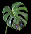 bright blue tropical swallowtail butterfly on monstera green leaf isolated Royalty Free Stock Photo