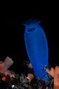 Bright Blue Tunicate on Reef in Raja Ampat