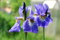 Bright blue two flowers iris Royalty Free Stock Photo