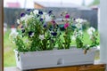 Bright blue,white and crimson buds of Petunia flowers grow in a white long pot on the veranda of a village private house with a la