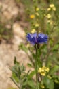 Bright blue wildflower Centaurea cyanoides, Syrian Cornflower growing