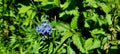 Bright blue wildflower Royalty Free Stock Photo