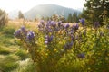 Bright blue wildflowers in the alpine meadow