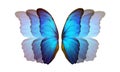 Bright blue wings of a colorful tropical morpho butterfly on white. flight effect. flutter of wings