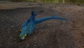 A bright blue-yellow parrot Ara ararauna is sitting on the ground, feeding. Royalty Free Stock Photo