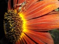 Closeup Bright Red Yellow Sunflower Wasp Insect Royalty Free Stock Photo