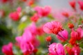 Bright bougainvillea, adobe rgb