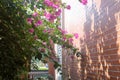 Bright bougainvillea next to the wall, adobe rgb