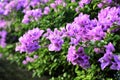 Bright Bougainvillea flowers