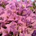 Bright Bougainvillea flowers