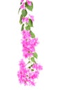 Bright Bougainvillea flowers isolated on white background