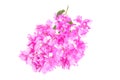 Bright Bougainvillea flowers isolated on white background