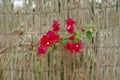 Bright bougainvillea flowers on a natural blurred background. Soft focus
