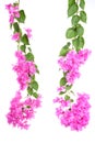 Bright Bougainvillea flowers on white background
