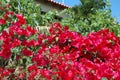 Bright bougainvillea at Kiato, Greece