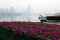 Bright bougainvillea