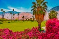 Bright Bougainvilleas grow alongside the green belt in Palm Springs, California