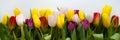 A bouquet of colorful tulips. beautiful spring flowers. background for decoration for the Easter holiday. Royalty Free Stock Photo