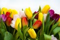 A bouquet of colorful tulips. beautiful spring flowers. background for decoration for the Easter holiday. Royalty Free Stock Photo